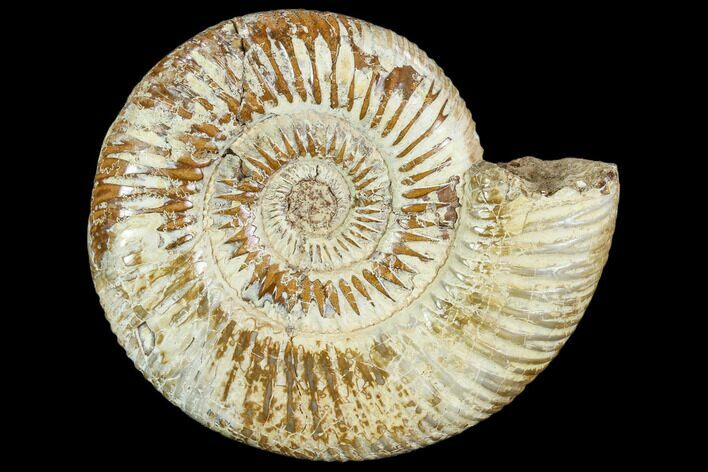 Bargain, Polished Jurassic Ammonite (Perisphinctes) - Madagascar #104934